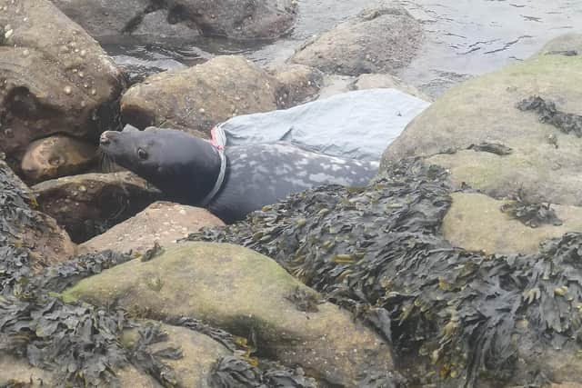 The seal could not move itself off rocks close to St Mary's Lighthouse.