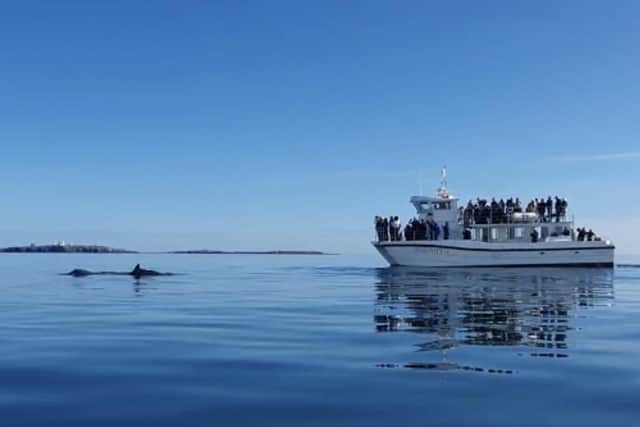 A pod of dolphins was spotted by a Serenity boat tour.