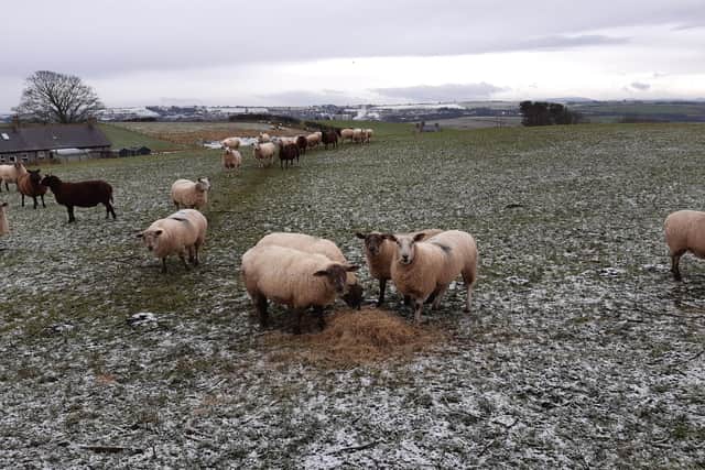 Hay feed for sheep in Berwick after snow fell.