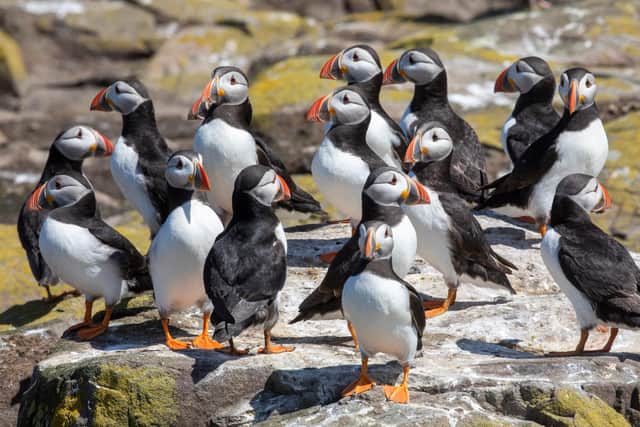 Puffins on the Farne Islands. Picture: SWNS