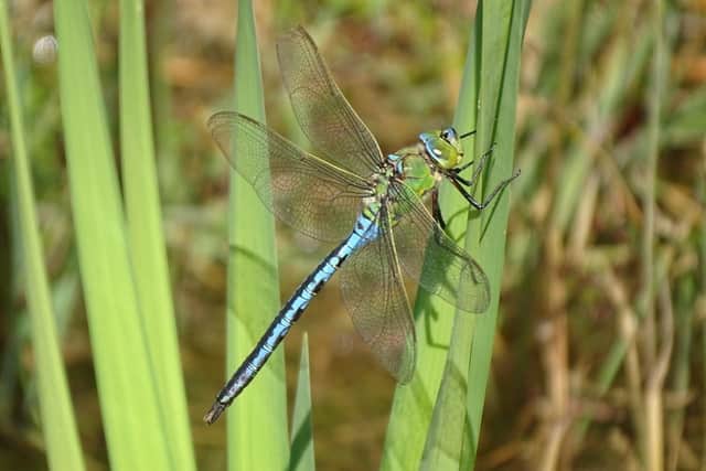 A male emperor dragonfly sits atop a blade of grass. Picture: Dave Purnell