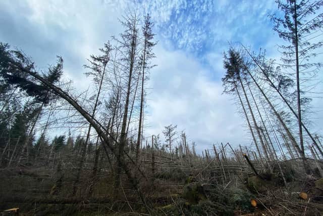 Storm damaged trees at Thrunton Wood.