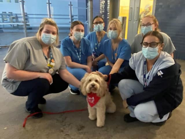 American cockapoo Whitley with Northumbria Healthcare staff.