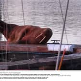 The walrus, nicknamed Thor, was last seen at the yacht club in Blyth.