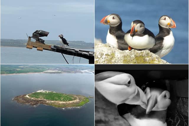 A puffin nest webcam has been installed on Coquet Island.