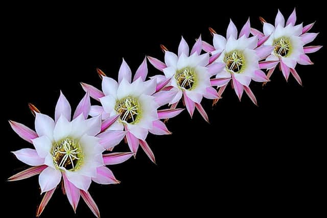 Cactus Flower Arc by Dave Bisset.