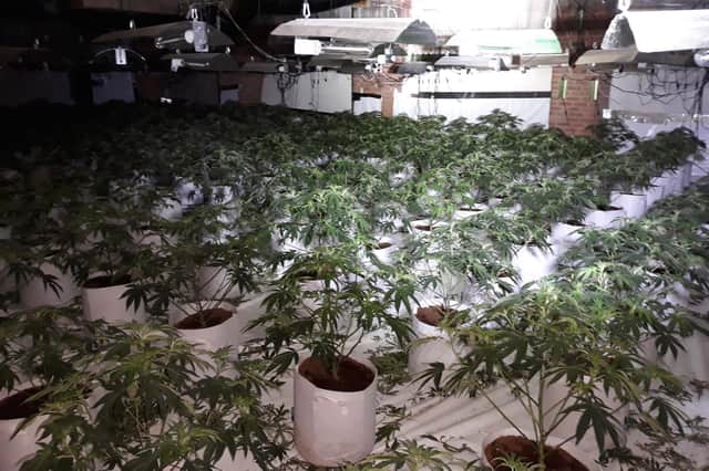 The cannabis farm found in a former indoor market on North Shields Fish Quay.