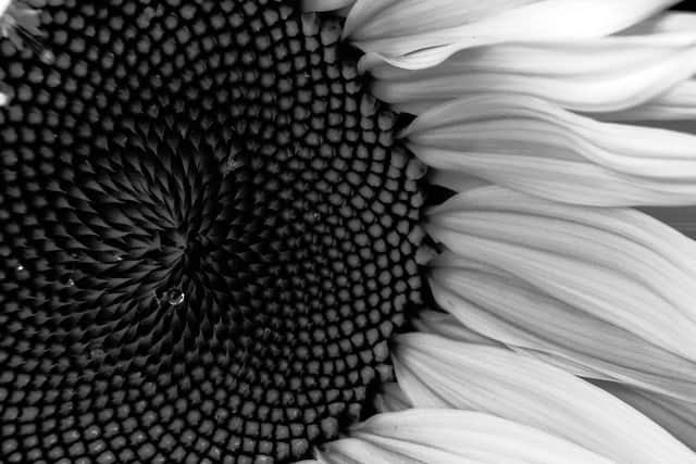 Sunflower by Andrew Flounders.