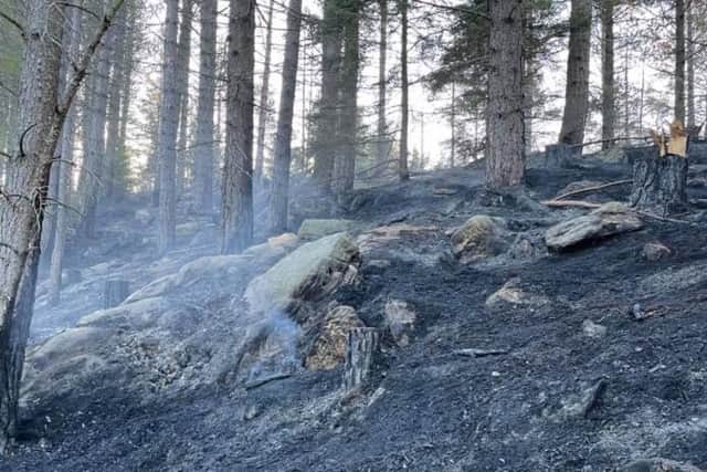 A photo taken by  Northumberland National Park Mountain Rescue Team showing part of the fire-damaged woodland.