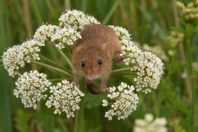 A harvest mouse at East Chevington. Picture by Joel Ireland.