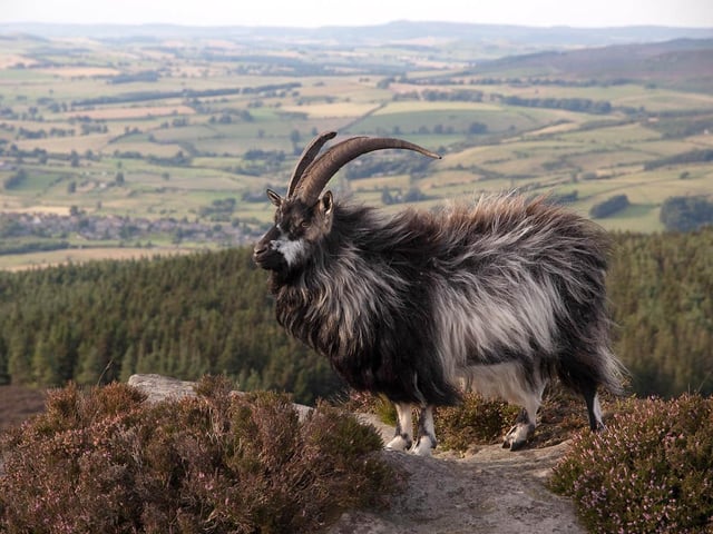 Cheviots, Northumberland National Park, offer a range of stunning walking routes for all experiences. The views are spectacular and if you are lucky, you may even spot one a herd of wild Cheviot goats.