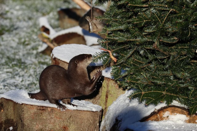 Fish is hidden in the branches of the trees to ensure the otters get enrichment time whilst feeding. Picture: Phil Wilkinson / The Alnwick Garden.