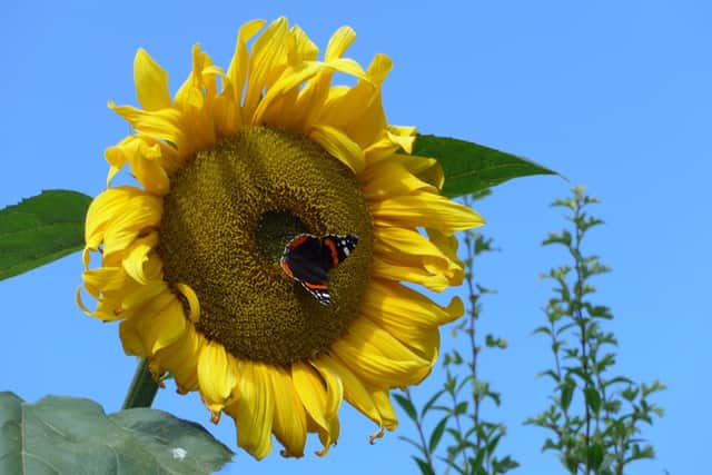 Alnwick in Bloom has launched its annual children's sunflower competition.