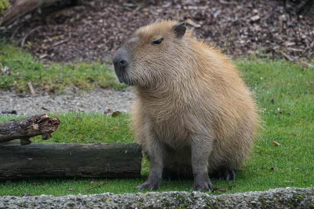 A planning application for a capybara enclosure has been submitted to Northumberland County Council by Northumberland Country Zoo.
