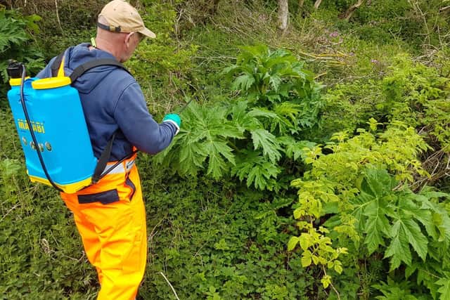 Giant hogweed should only be handled by experts.
