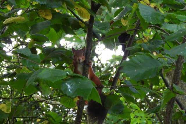 A red squirrel takes a break from burying its stash of nuts at Hauxley. Picture: Alex Lister