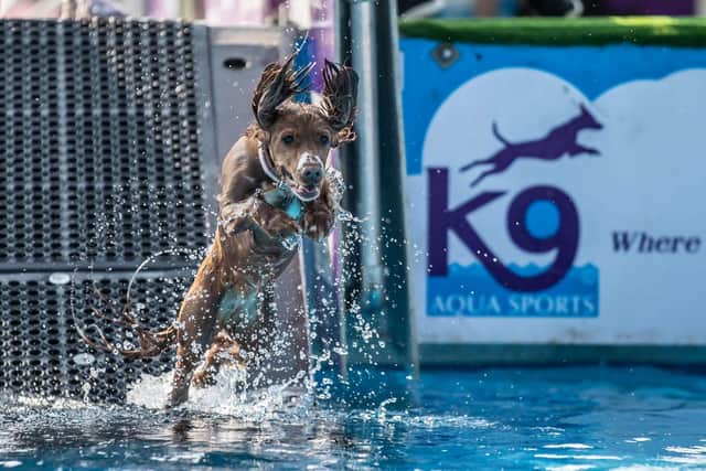 K9 Aqua Sports action. Picture by Action Dog Photography.