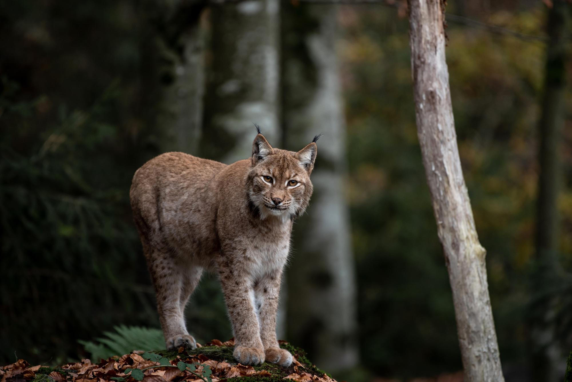 Lynx reintroduction plans opposed by councillors in Northumberland