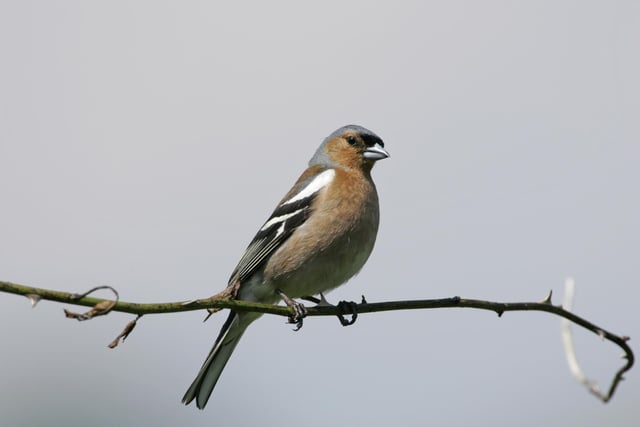 The chaffinch takes the number five spot with an average of 2.03 per garden, an increase from 1.83 last year. It was recorded in 47.9% of gardens.