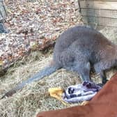 Choppy the wallaby died unexpectedly on Thursday, November 24.