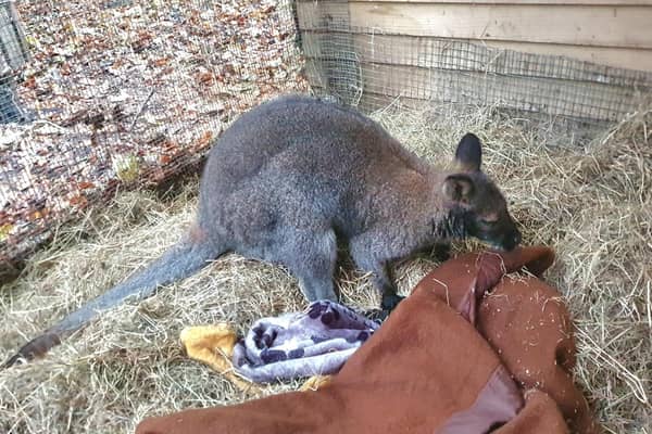 Choppy the wallaby died unexpectedly on Thursday, November 24.