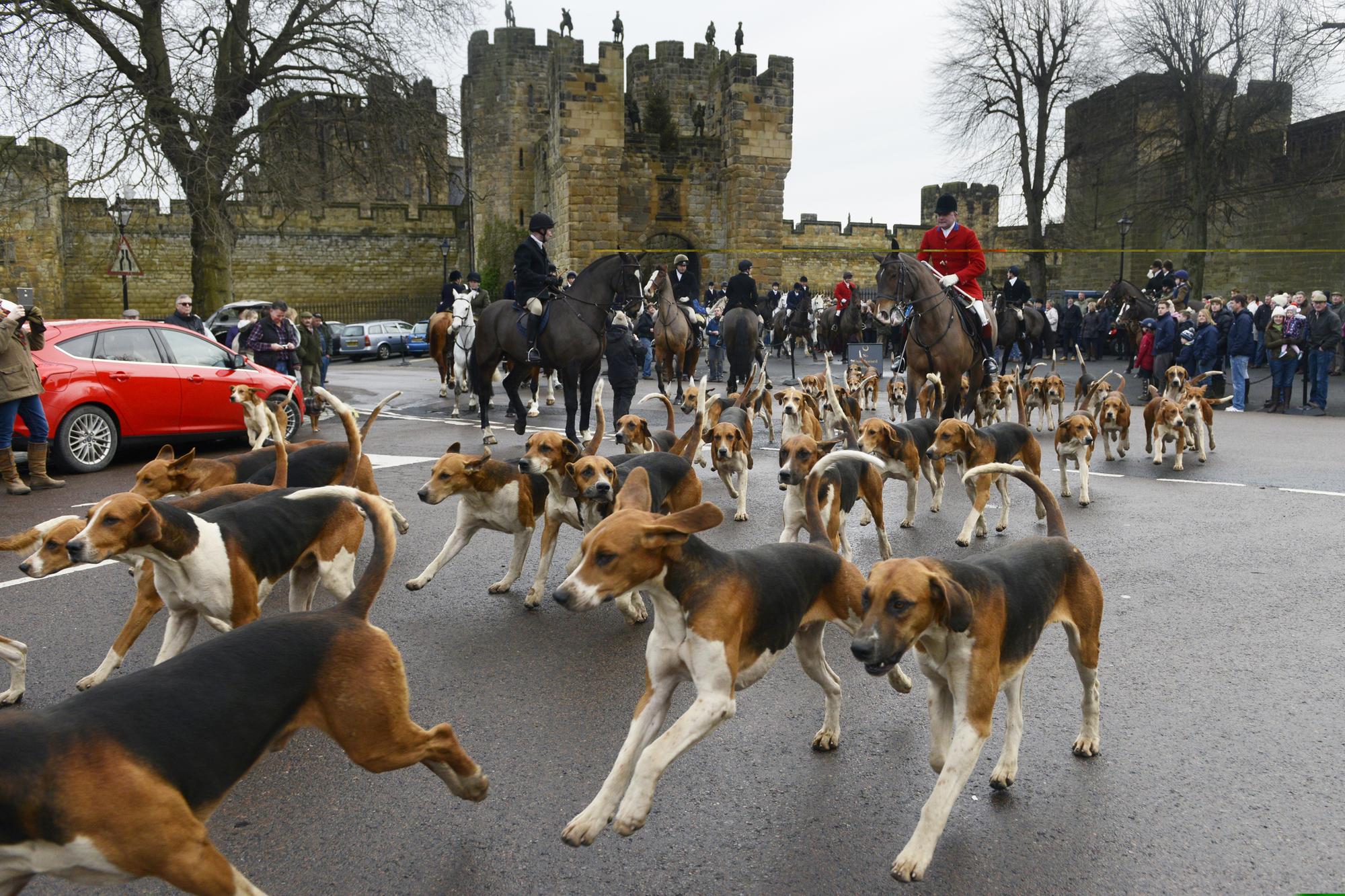 Percy Hunt to welcome public to National Trail Hunting Day event in Northumberland