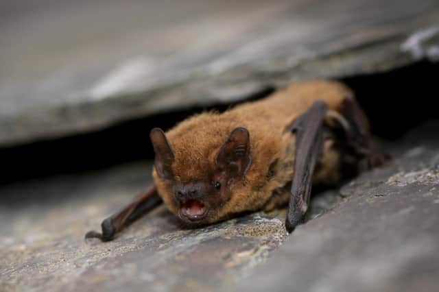 A common pipistrelle bat. Picture by Tom Marshall.