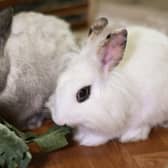 Rabbits are much happier when they have a friend to live with!