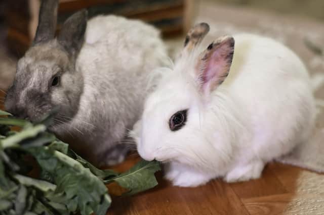 Rabbits are much happier when they have a friend to live with!