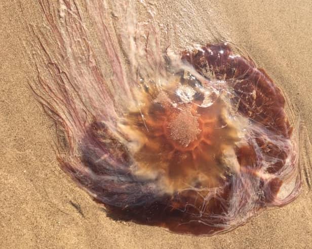 A jellyfish measuring almost one foot across was found on a South Shields beach on Thursday.