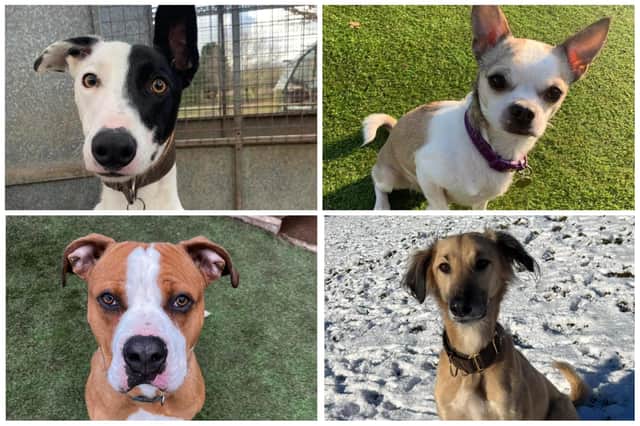 12 of the dogs who are looking for a new home with a loving owner.