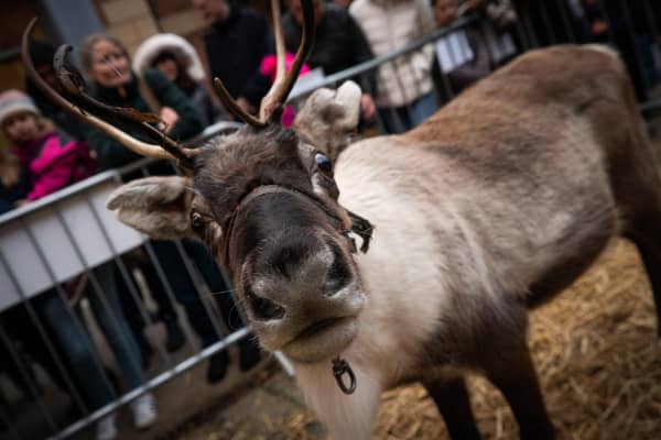 People can meet Santa’s furry friends at the shopping centre on Sunday.