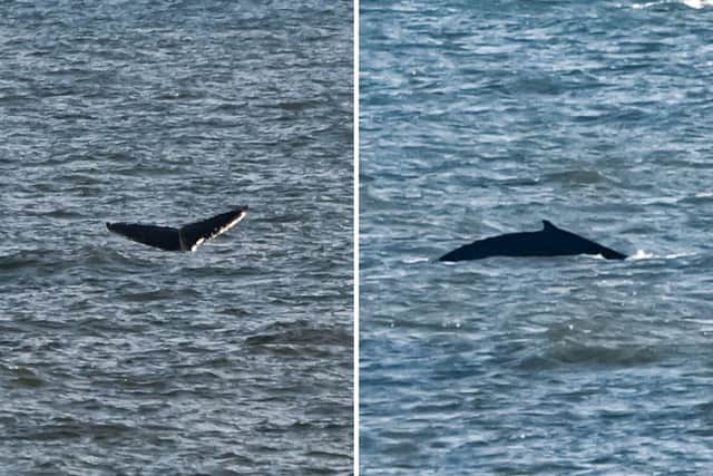 The humpback whales were spotted of the Northumberland Coast. Pictures by North East Cetacean Project
