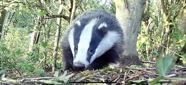 Badgers causing problems in Tweedmouth Cemetery.