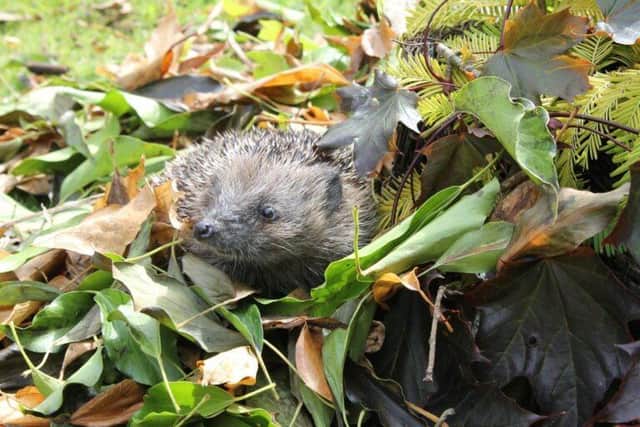 Hedgehogs are considered vulnerable to extinction.