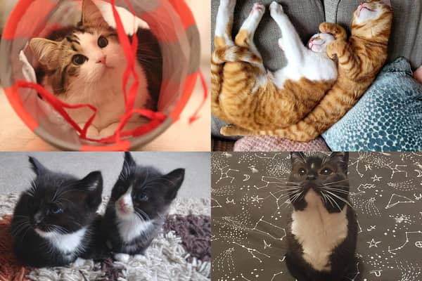 Readers have been celebrating their pets for International Cat Day on Monday, August 8.