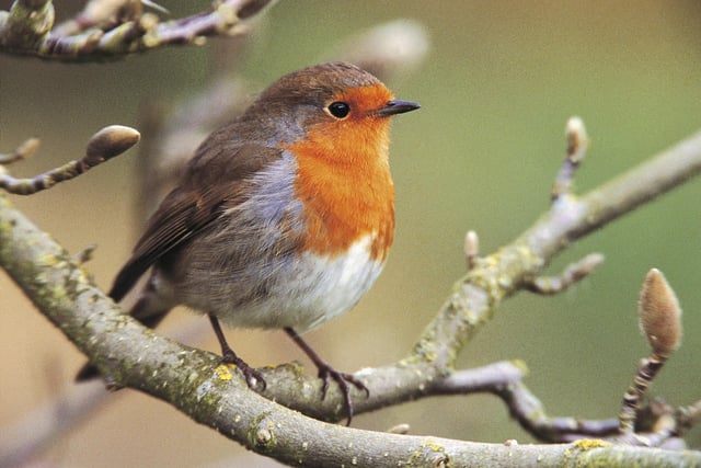 The robin takes the number eight spot with an average of 1.51 per garden, an increase from 1.43 last year. It was recorded in 86.1% of gardens.