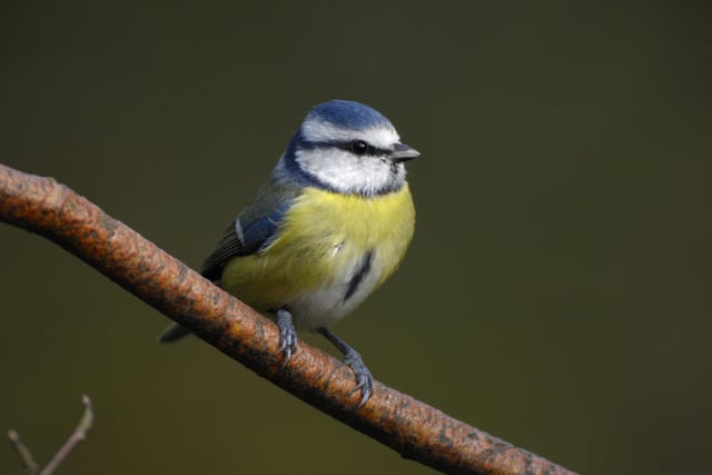 The blue tit takes the number two spot with an average of 3.09 per garden, the same as last year. It was recorded in 78.8% of gardens.