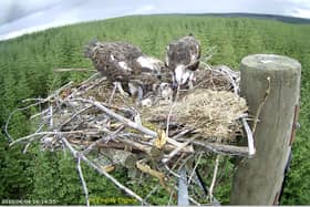 Osprey chicks and their parents at Kielder. Picture: Forestry England