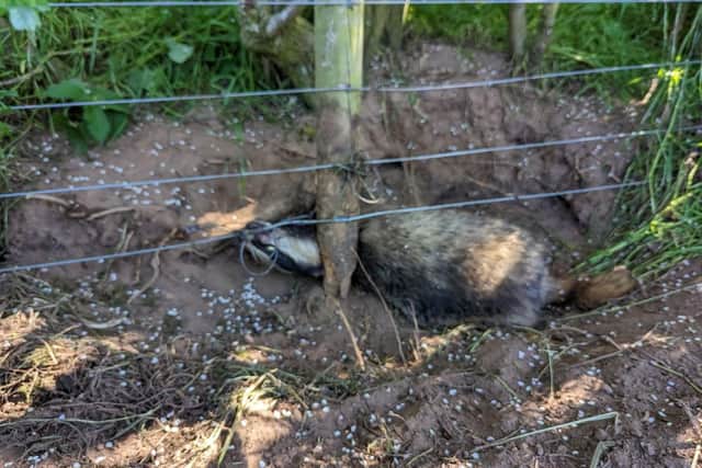 The badger died after being trapped in a snare. Picture: RSPCA