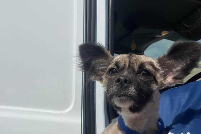 The female dog, thought to be a Chihuahua cross, was found in Blyth.
