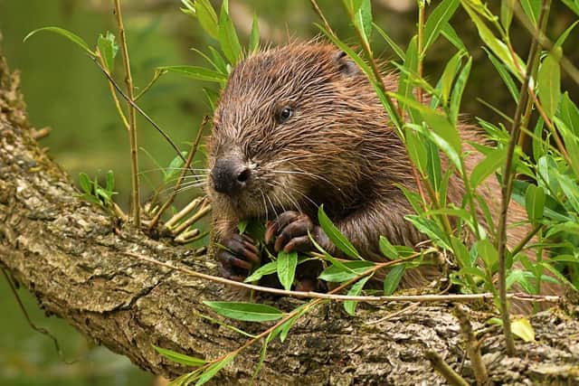Beavers are coming home!