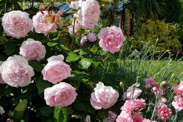 Fragrant Roses and Garden Pinks. Picture by Tom Pattinson