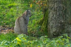 The potential reintroduction of lynx to Northumberland has been floated again, prompting opposition from farmers and councillors. Photo: Andy Commins/Daily Mirror.