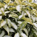 Snow-covered Aucuba `Crotonifolia.`