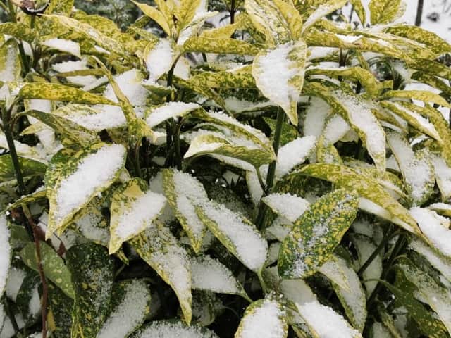 Snow-covered Aucuba `Crotonifolia.`