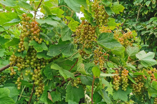 A heavy crop of redcurrants developing. Picture by Tom Pattinson