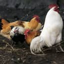 It is a legal requirement for all bird keepers across the 3km protection zone to house or net all poultry and captive birds to keep them separate from wild birds. Photo: Getty Images.