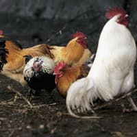 Public urged to follow rules to help contain bird flu outbreak in Northumberland