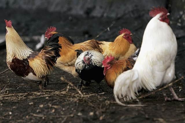 It is a legal requirement for all bird keepers across the 3km protection zone to house or net all poultry and captive birds to keep them separate from wild birds. Photo: Getty Images.